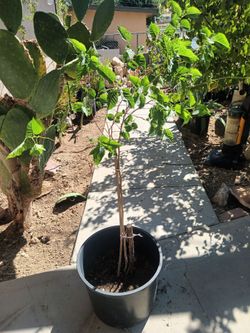 Shade tree