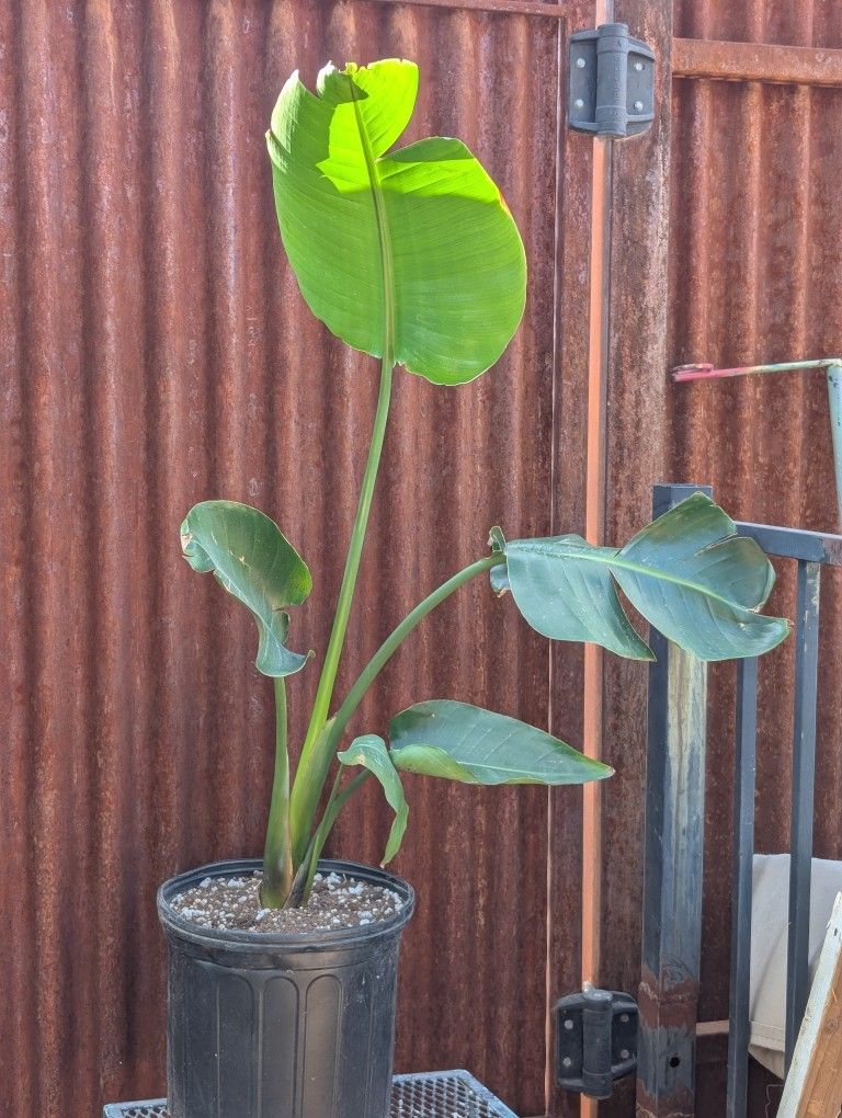 Bird Of Paradise Plant