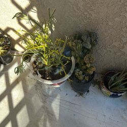 Plants For Sale 