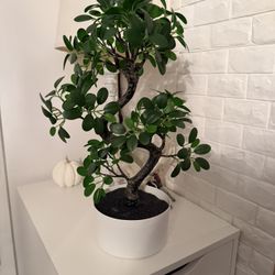 Plastic plant (ikea)