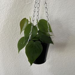 Heartleaf Philodendron