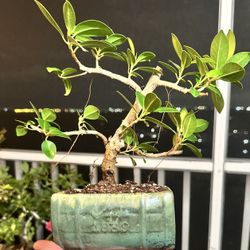 Bonsai Green Island Ficus (small)
