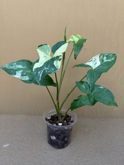 Variegated Syngonium Albo