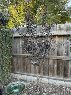 Crape Myrtle