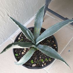 Blue Agave Plant 
