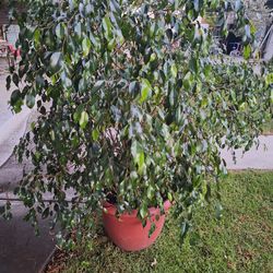 Weeping Fig Tree