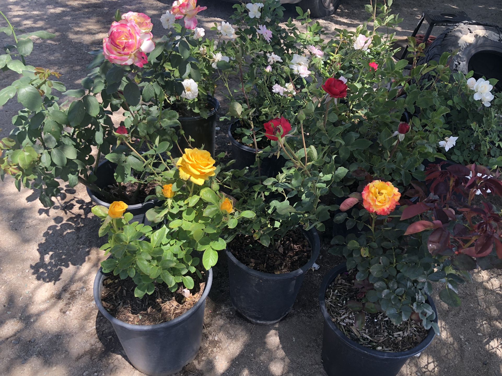 Roses Roses 5gl. $12 Each. Bushes for Sale in Riverside County, CA ...