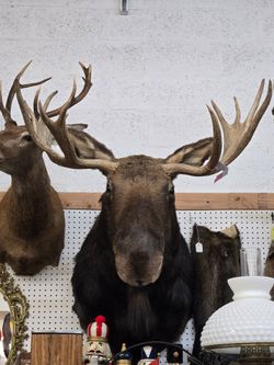 Huge Moose Taxidermy Mount Cabin Lodge Decor