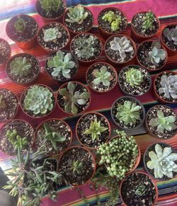 Succulents in 4 Inch Pots