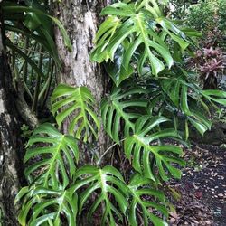 Rare monstera sierrana Hawaiian form (  first pic when mature )