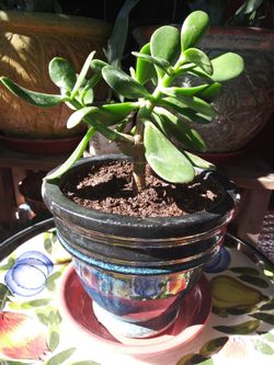 Cute Jade plants 😊