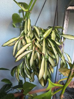 Hoya wayetii