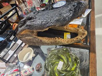 Gator head taxidermy 13 foot alligator head