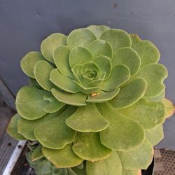 Large Aeonium Succulent  
