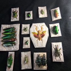 Diy dried and preserved Insect specimens 