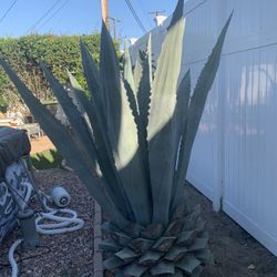 Home and garden Fornitura