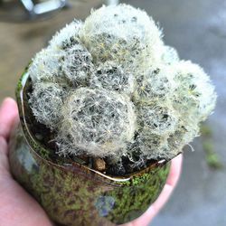 Potted Mammillaria Plumosa Aka Feather Cactus 