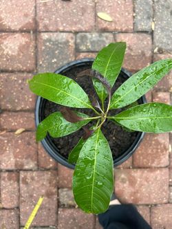 Mango Plant