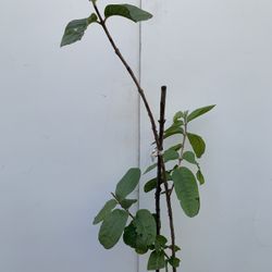 GU7- Thai White Guava