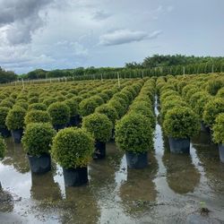 Round Topiary Balls Plants European Garden Plants And European Garden Designs Eugenia Plants $50 SALE