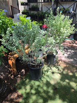 Texas sage plants