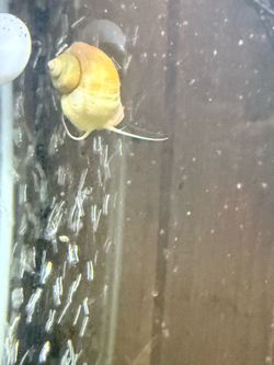 Mystery snails