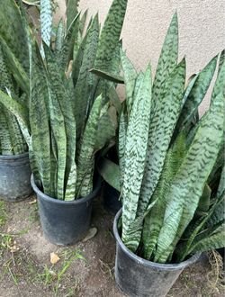 Snake Plant. different leaves /Lengua De Suegra