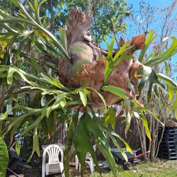 Staghorn Fern Plant