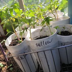 ,organic Tomatoes Starts For Sale Beefsteak,yellow ,pink ,cherry ,plums