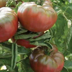 Beefsteak Tomato