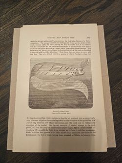 Antique textbook biology page about fish