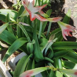 Plantas  A Buen Presio I De Calidad