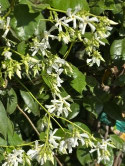 Start Jasmine