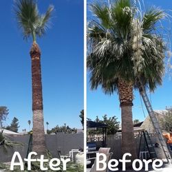 Palm Tree Trim!!!
