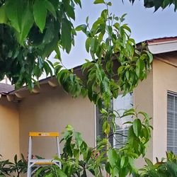 Michelia Alba  - White Champaca 