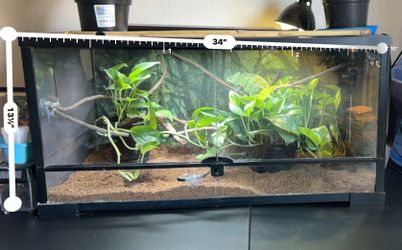 Reptiles Tank