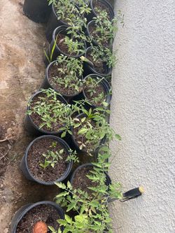 Tomato Seedlings in Black Plastic Pots