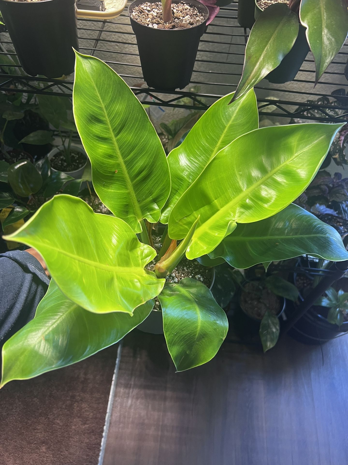 Philodendron Moonlight