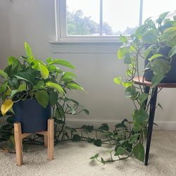 EasyPlant Pothos Plants