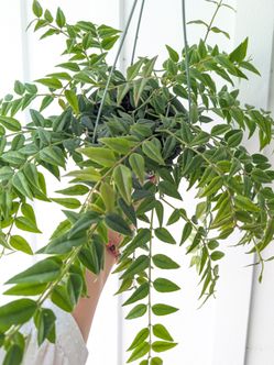 Hoya Bella Plant 6" Pot - Indoor House Plants