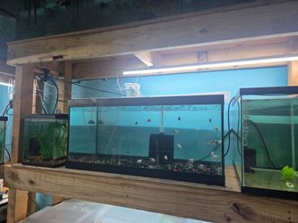 Fish Tank Supplies