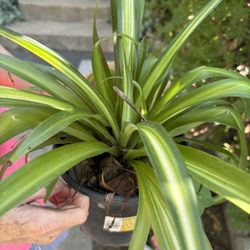 Spider Lily Plant $5