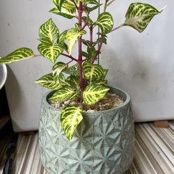 Bonita Planta En Maceta De Ceramica