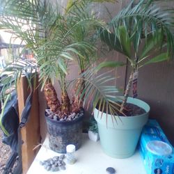 Pigmy Palm