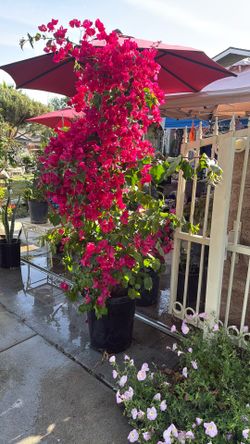 Bougainville Hot pink 