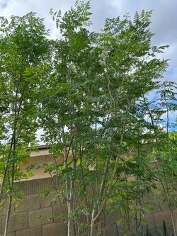 Free Moringa Leaves