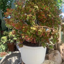 Beautiful Big Jade Plant.