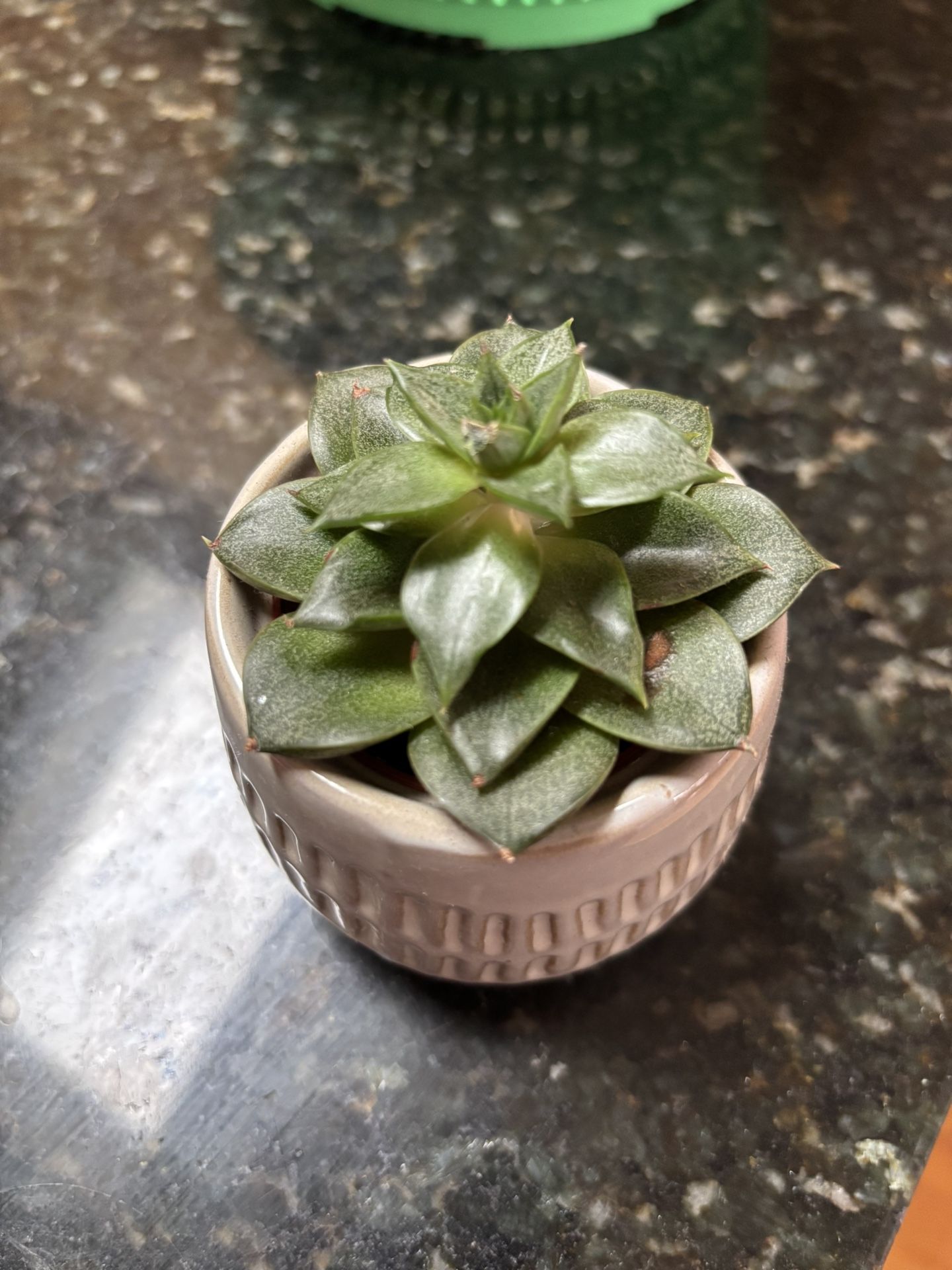 Cute Succulent Plant