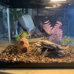 10 gallon aquarium fish tank with everything pictured includes lid, light, filter, decorations and heater.