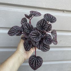 4” Peperomia Red Luna 